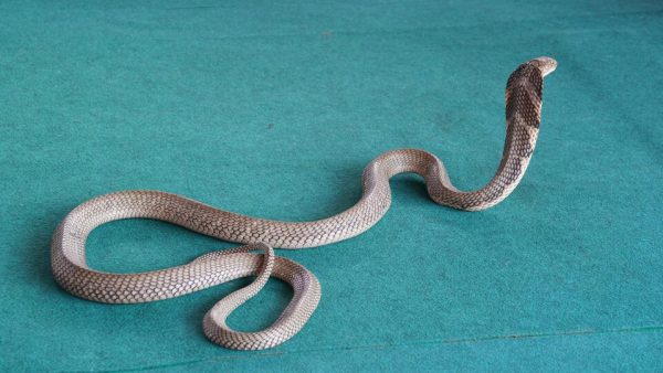 Недостающее звено помогает нам понять эволюцию змей