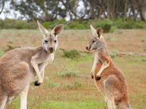 37 интересных фактов о кенгуру в Австралии