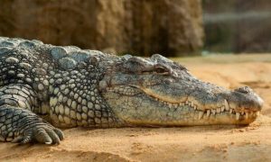 23 курьеза и интересная информация о крокодилах